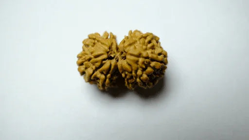 Gowri Shankar Rudraksha - Collector - Rudra Kailash
