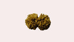 Gowri Shankar Rudraksha - Collector - Rudra Kailash