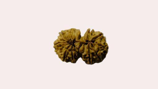 Gowri Shankar Rudraksha - Collector - Rudra Kailash