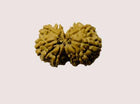 Gowri Shankar Rudraksha - Collector - Rudra Kailash