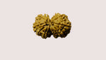 Gowri Shankar Rudraksha - Collector - Rudra Kailash