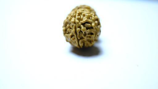 Gowri Shankar Rudraksha - Collector - Rudra Kailash