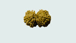 Gowri Shankar Rudraksha - Collector - Rudra Kailash