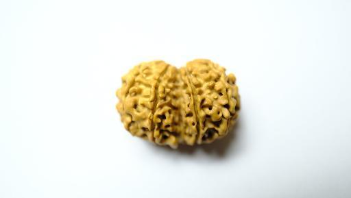 Gowri Shankar Rudraksha - Collector - Rudra Kailash