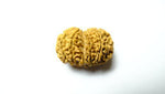 Gowri Shankar Rudraksha - Collector - Rudra Kailash
