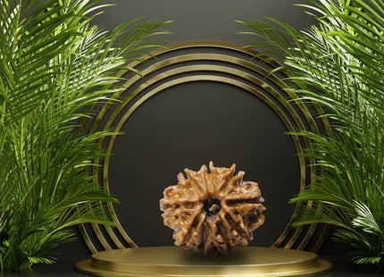 Nine Mukhi 9 Face Rudraksha - Medium - Rudra Kailash