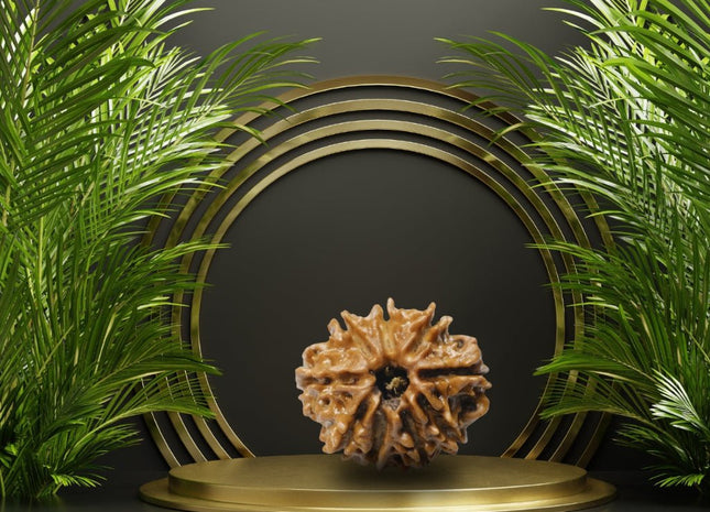 Nine Mukhi 9 Face Rudraksha - Medium - Rudra Kailash