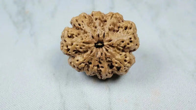 Nine Mukhi 9 Face Rudraksha Premium - Goddess Durga Power, Confidence & Positivity, Neutralizes Ketu's Effects - Rudra Kailash