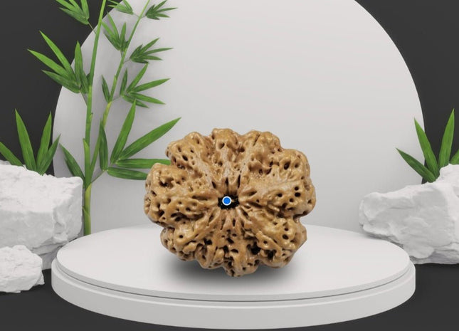 Nine Mukhi 9 Face Rudraksha Premium - Goddess Durga Power, Confidence & Positivity, Neutralizes Ketu's Effects - Rudra Kailash