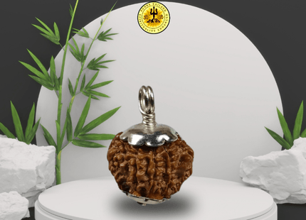 Nine Mukhi 9 Face Rudraksha - Small - Rudra Kailash