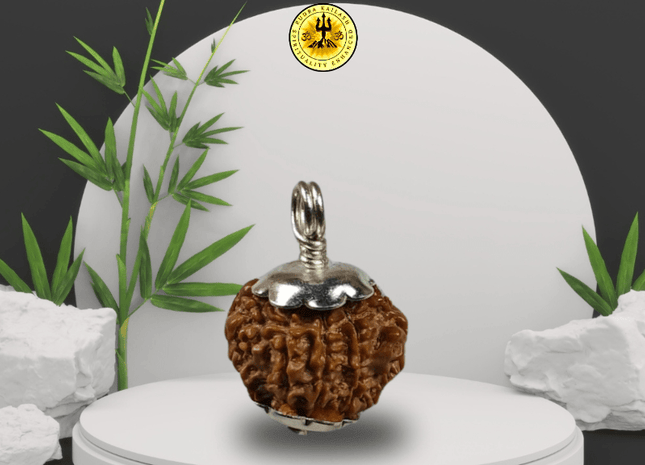 Nine Mukhi 9 Face Rudraksha - Small - Rudra Kailash