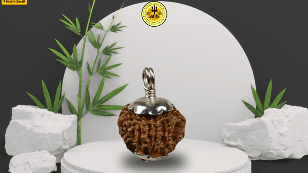 Nine Mukhi 9 Face Rudraksha - Small - Rudra Kailash
