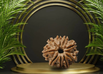 Nine Mukhi 9 Face Rudraksha - Small - Rudra Kailash