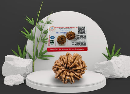 Nine Mukhi 9 Face Rudraksha - Small - Rudra Kailash