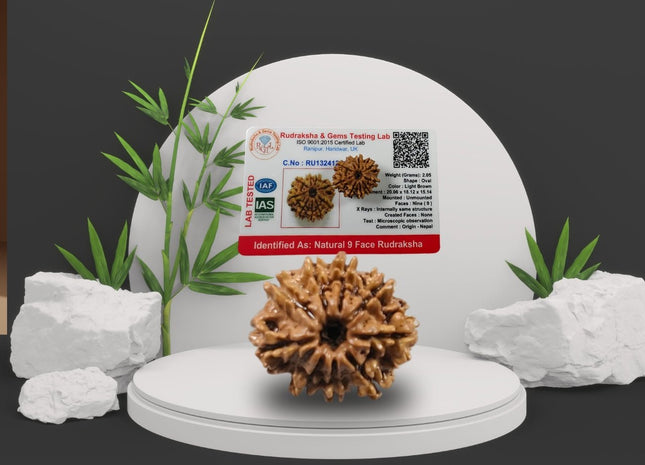 Nine Mukhi 9 Face Rudraksha - Small - Rudra Kailash