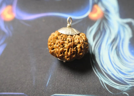 Premium Nine Mukhi Rudraksha - Rudra Kailash