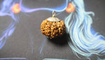 Premium Nine Mukhi Rudraksha - Rudra Kailash