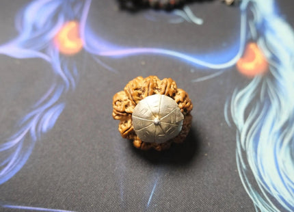 Premium Nine Mukhi Rudraksha - Rudra Kailash