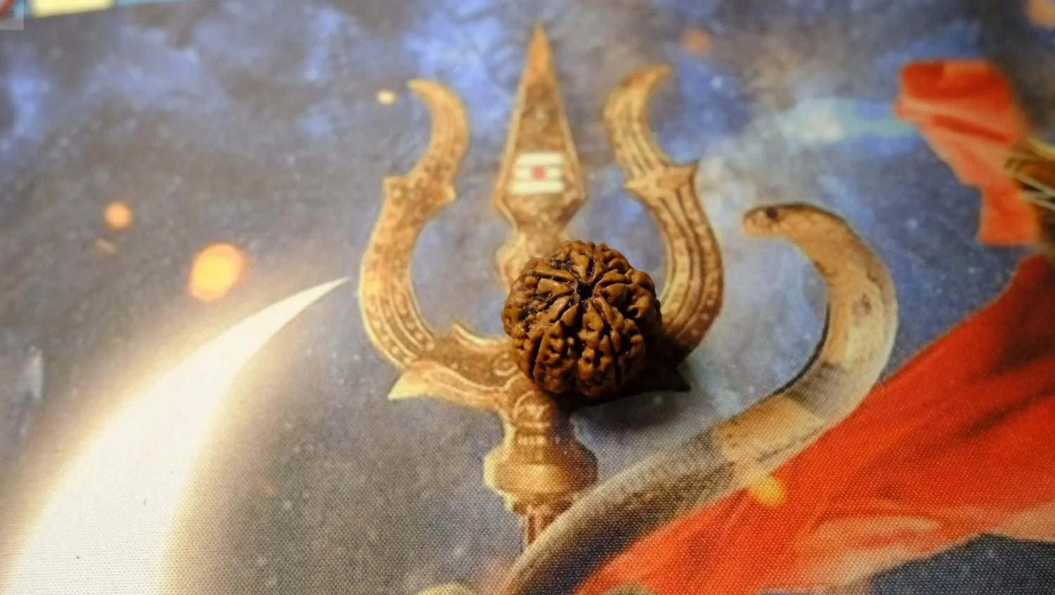 Premium Six Mukhi Rudraksh - Rudra Kailash