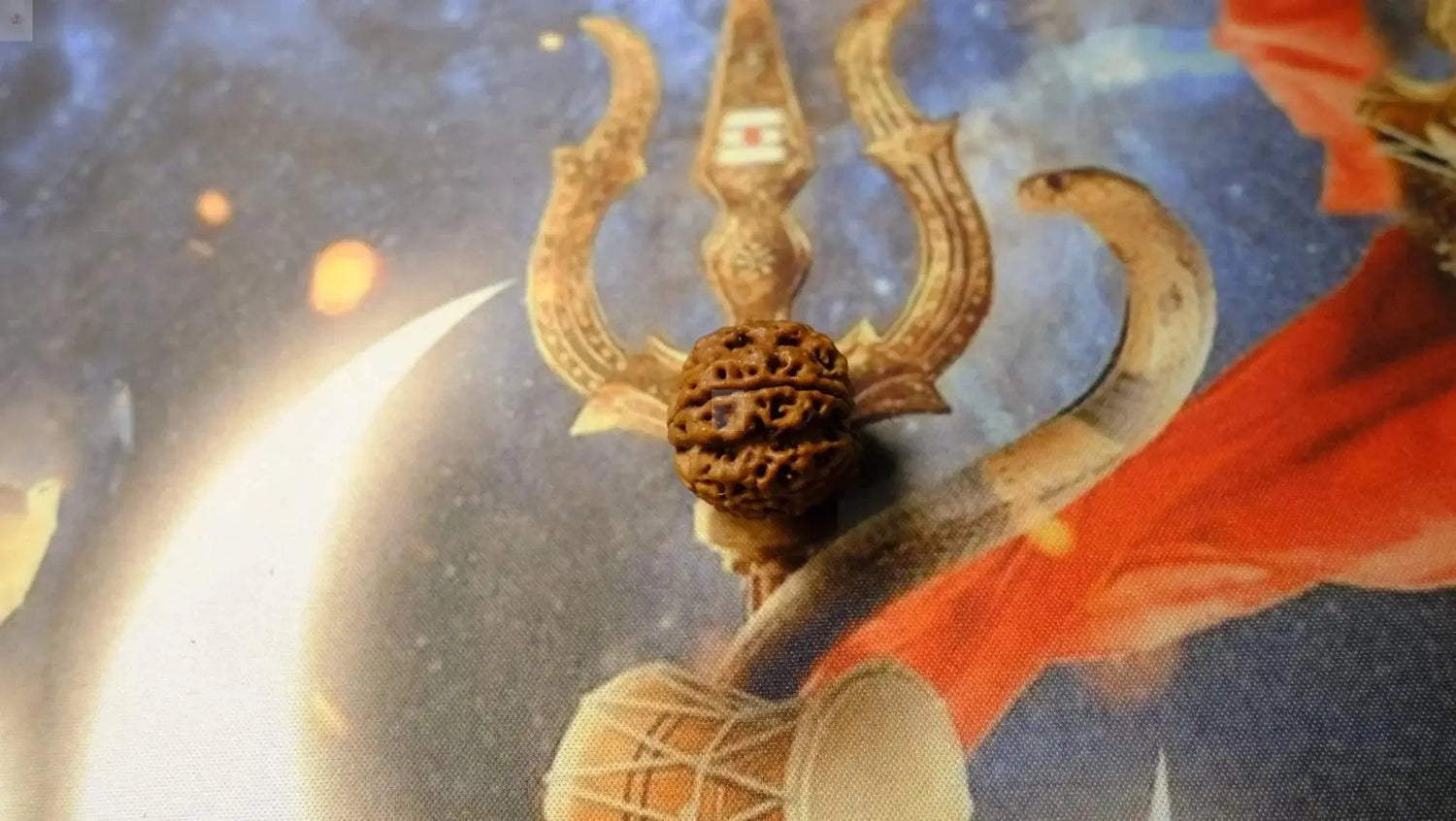 Premium Six Mukhi Rudraksh - Rudra Kailash