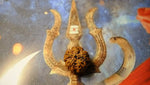 Premium Six Mukhi Rudraksh - Rudra Kailash