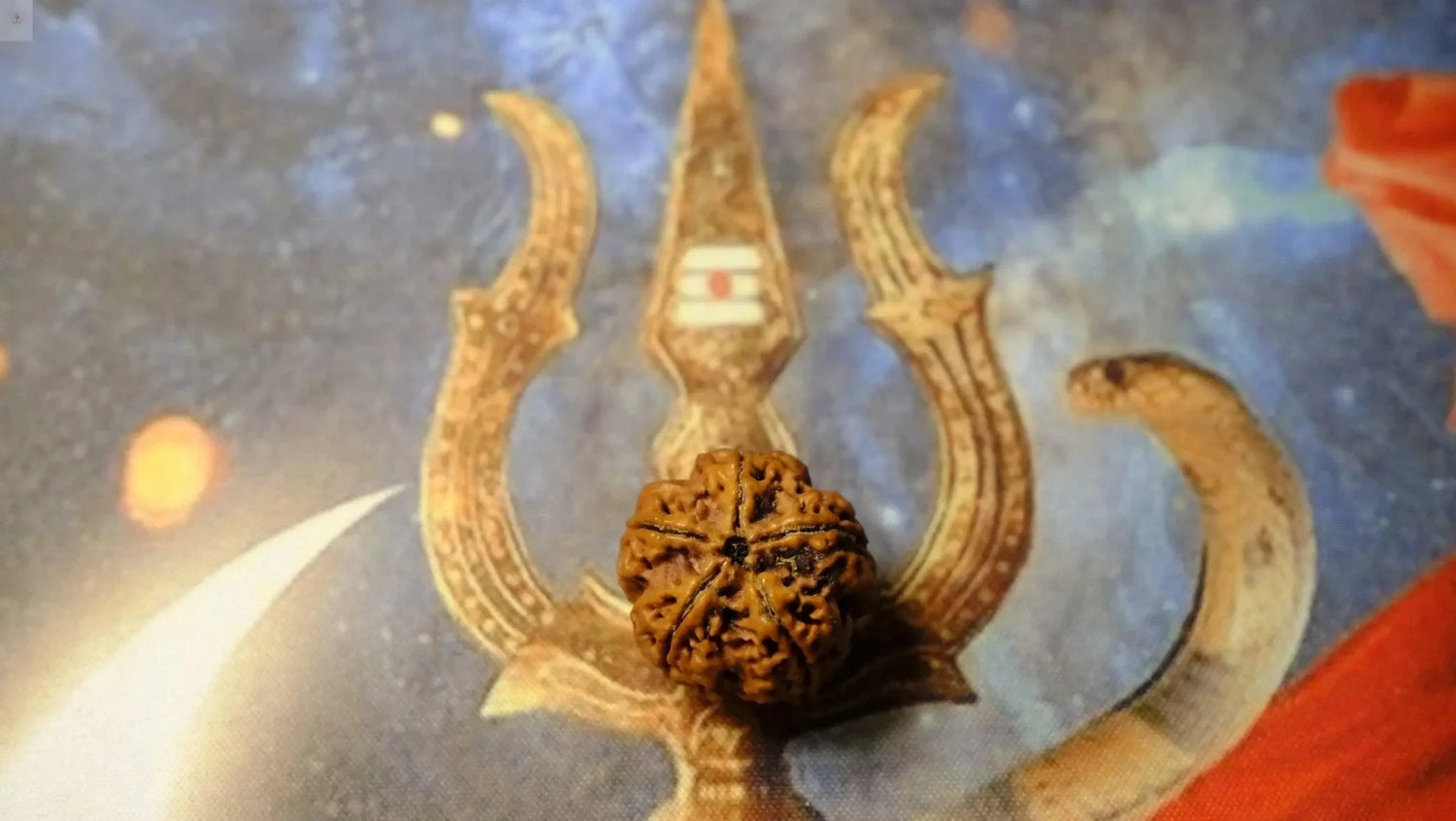 Premium Six Mukhi Rudraksh - Rudra Kailash