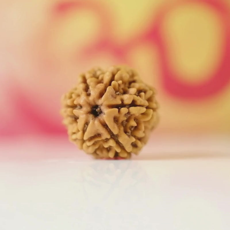 6 Mukhi Rudraksha