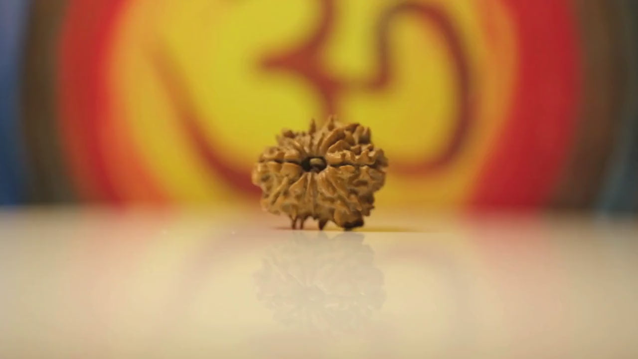 11 Mukhi Original Nepali Rudraksha Regular I
