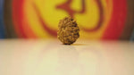 12 Mukhi Rudraksha Regular - I