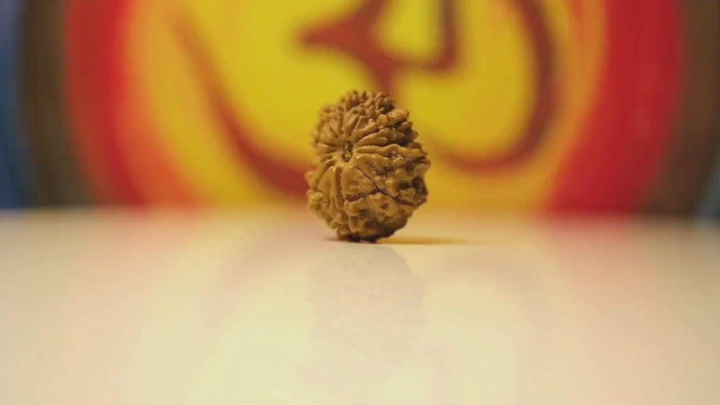 12 Mukhi Rudraksha Regular - I
