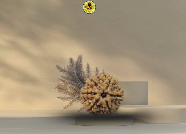 6 Mukhi Original Nepali Rudraksha (Medium)