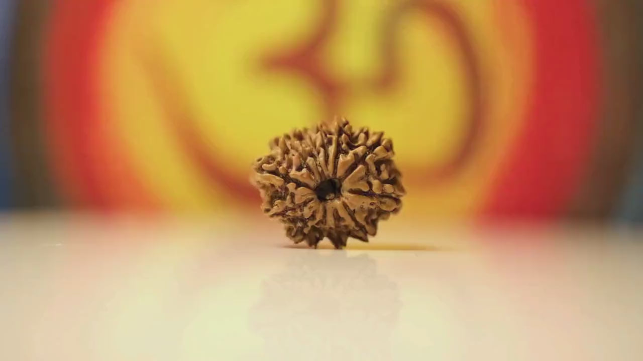 12 Mukhi Rudraksha