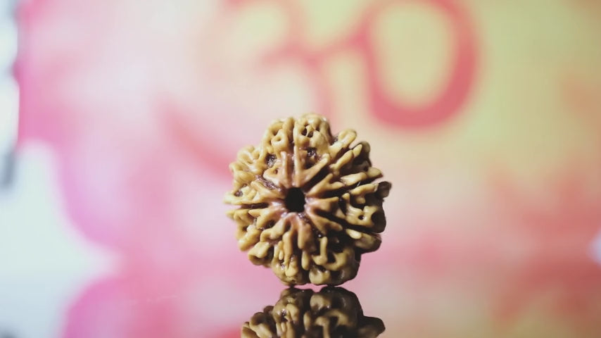 Original Nepali 8 Mukhi Rudraksha 360 degree video