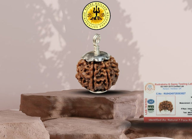 Seven Mukhi 7 Face Rudraksha - Medium - Rudra Kailash