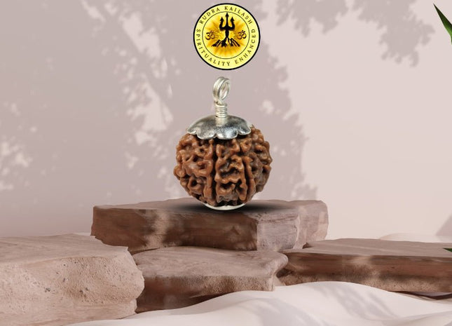 Seven Mukhi 7 Face Rudraksha - Medium - Rudra Kailash