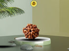 Seven Mukhi 7 Face Rudraksha - Regular - Rudra Kailash