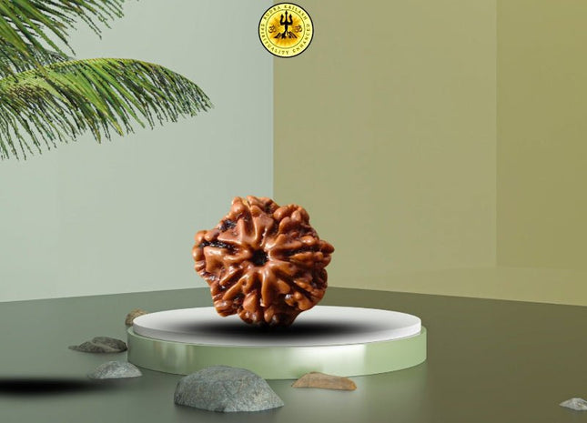 Seven Mukhi 7 Face Rudraksha - Regular - Rudra Kailash