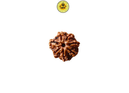 Seven Mukhi 7 Face Rudraksha - Regular - Rudra Kailash