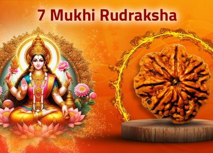 Seven Mukhi 7 Face Rudraksha - Regular - Rudra Kailash