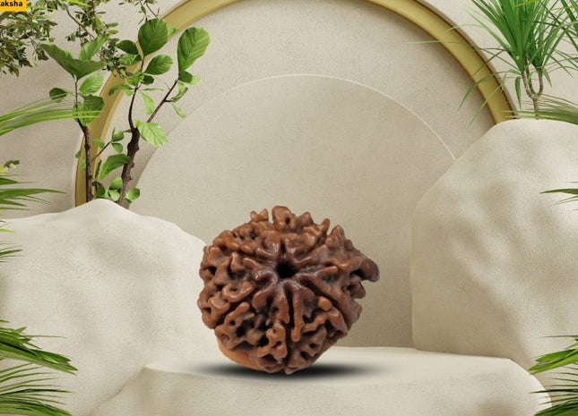Six Face Ganesh Mukhi (Ganapathy, Vinayaka) Rudraksha - Rudra Kailash