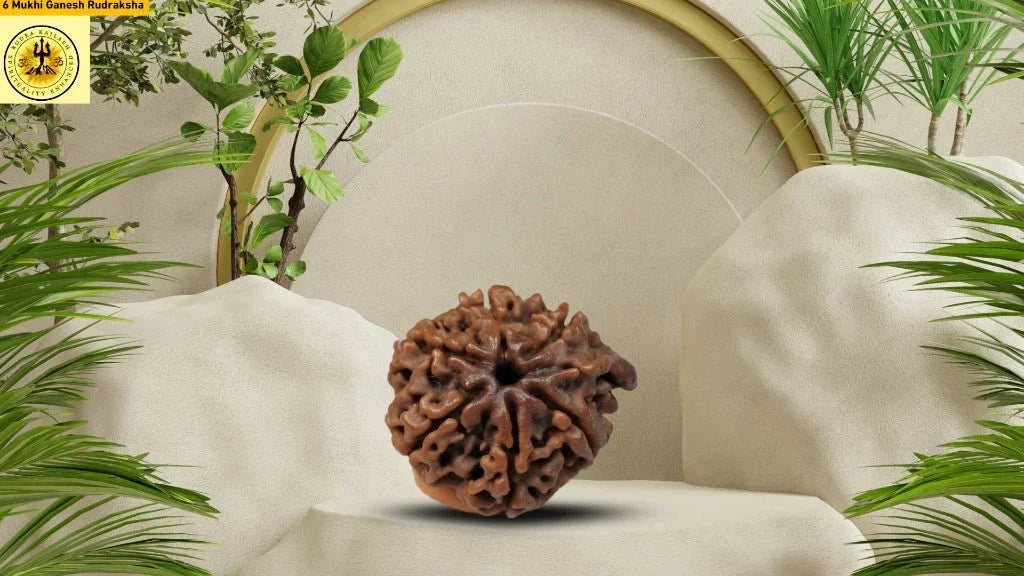 Six Face Ganesh Mukhi (Ganapathy, Vinayaka) Rudraksha - Rudra Kailash