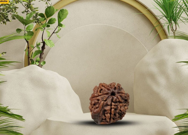 Six Face Ganesh Mukhi (Ganapathy, Vinayaka) Rudraksha - Rudra Kailash