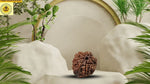 Six Face Ganesh Mukhi (Ganapathy, Vinayaka) Rudraksha - Rudra Kailash