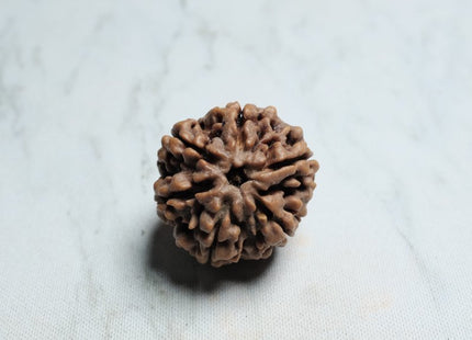 Six Mukhi 6 Face Premium Rudraksha – Confidence, Emotional Balance & Positivity - Rudra Kailash