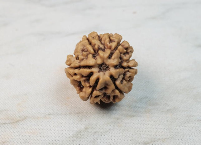 Six Mukhi 6 Face Rudraksha - Regular - Rudra Kailash