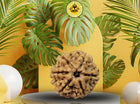 Six Mukhi 6 Face Rudraksha - Regular - Rudra Kailash