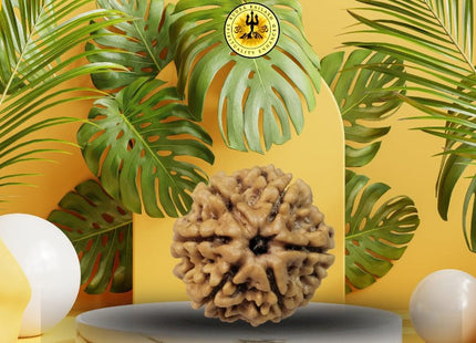 Six Mukhi 6 Face Rudraksha - Regular - Rudra Kailash