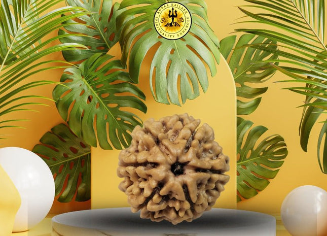 Six Mukhi 6 Face Rudraksha - Regular - Rudra Kailash