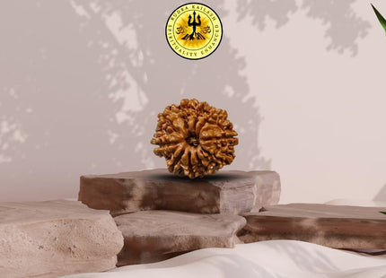 Ten Mukhi 10 Face Rudraksha - Regular - Rudra Kailash