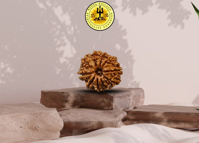 Ten Mukhi 10 Face Rudraksha - Regular - Rudra Kailash